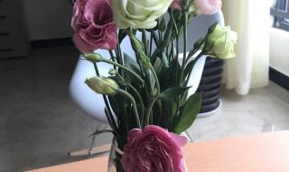 洋桔梗花语是什么